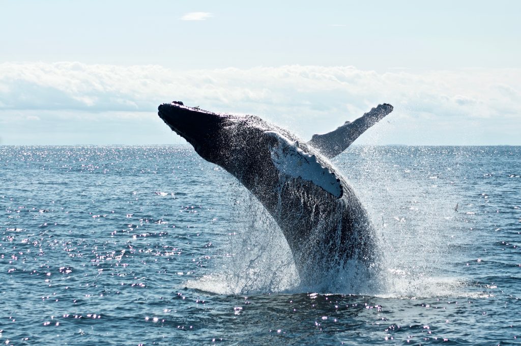 Whale jumping