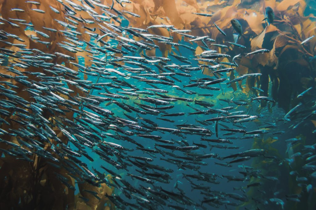 Fish swimming