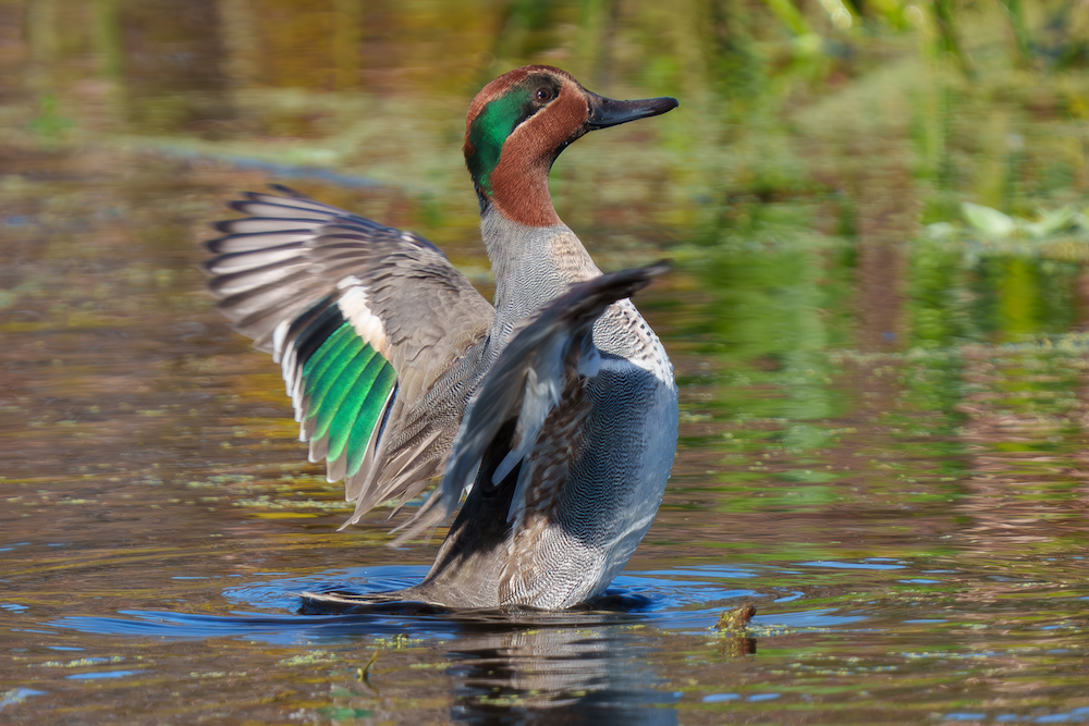 Avian Influenza